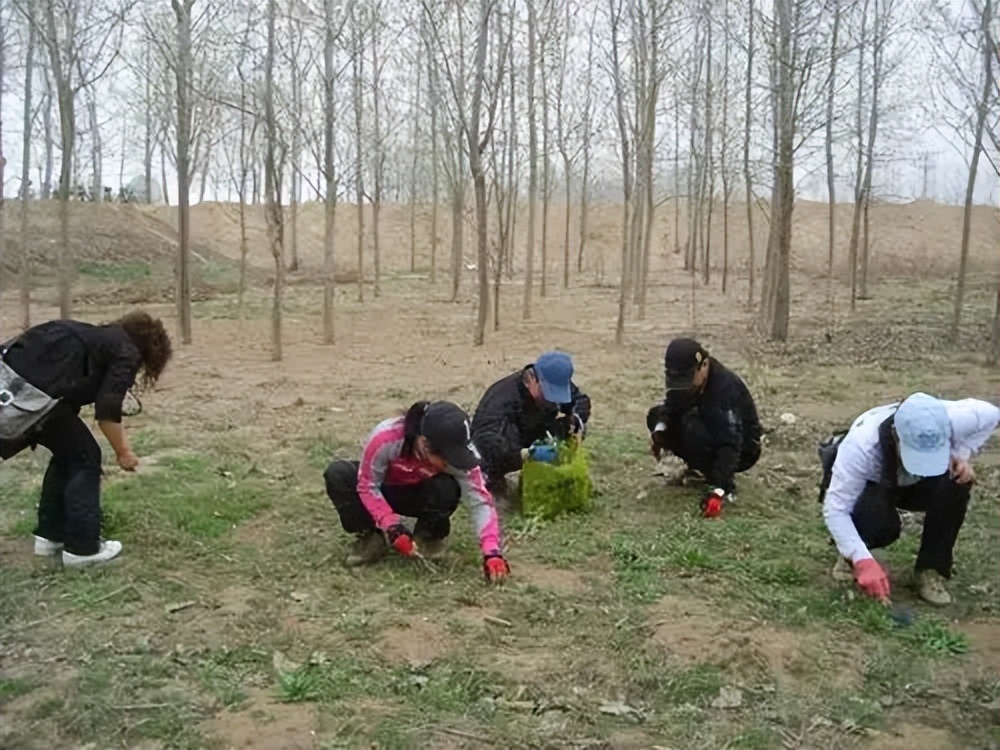 华人美国挖野菜，吃罚单？在纽约是这样挖蕨菜、韭菜、荠菜的