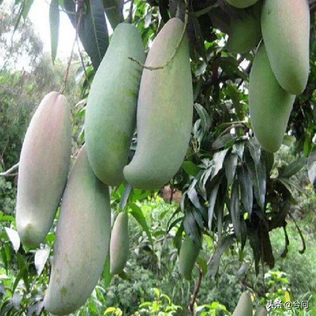 海南的水果特产有哪些？你知道几种？