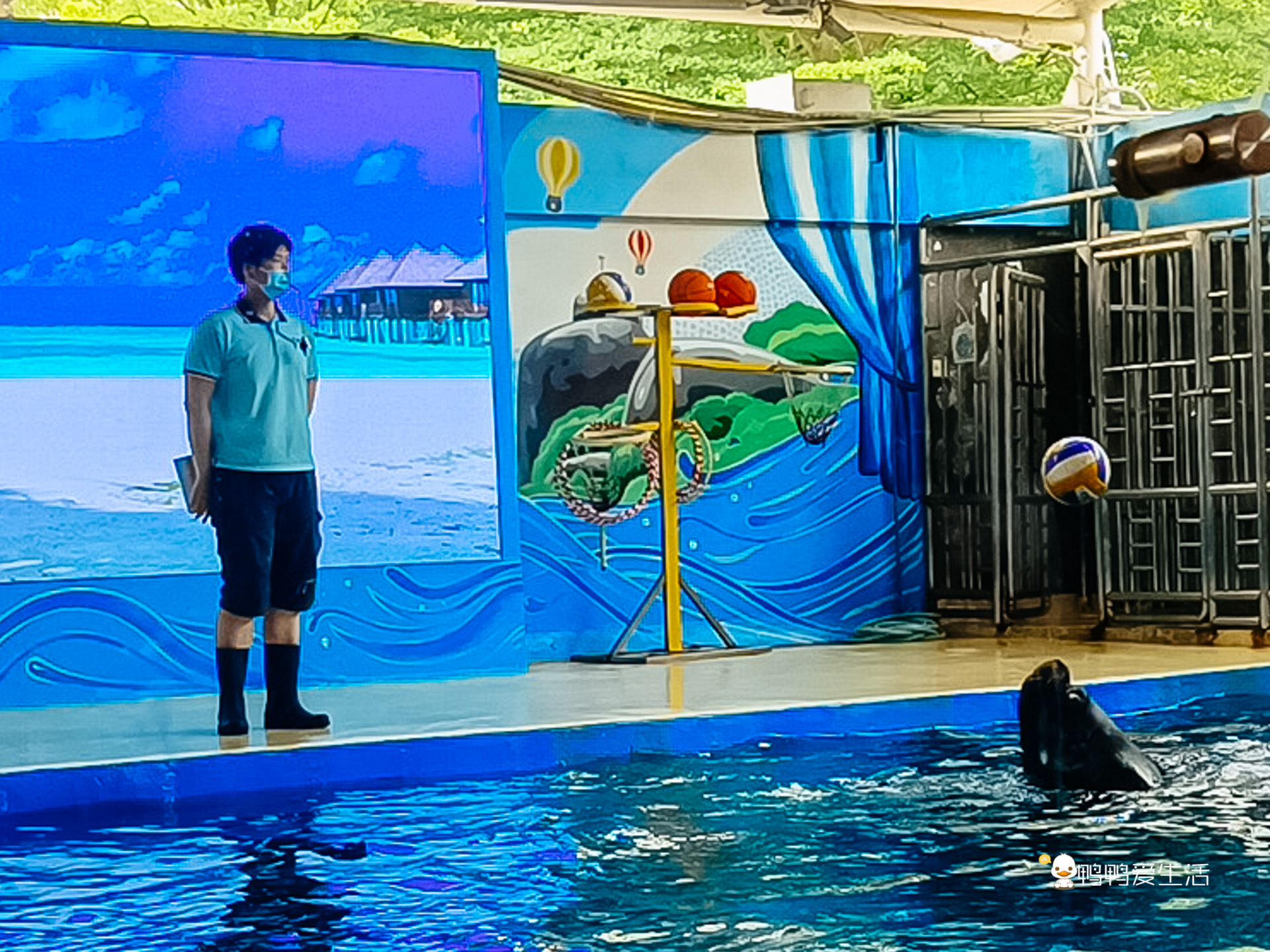 厦门鼓浪屿海底世界的抹香鲸,厦门鼓浪屿亲子旅游攻略