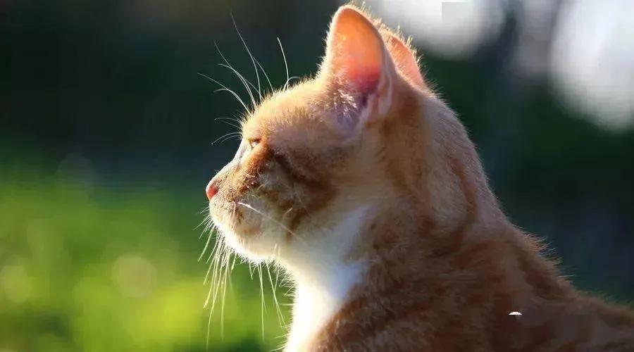 早起可以提高工作效率,工作老是发呆怎么解决