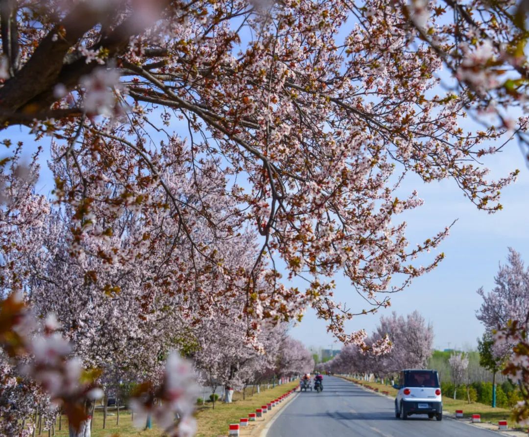 济南这个周末适合哪里赏花,济南春天赏花好去处