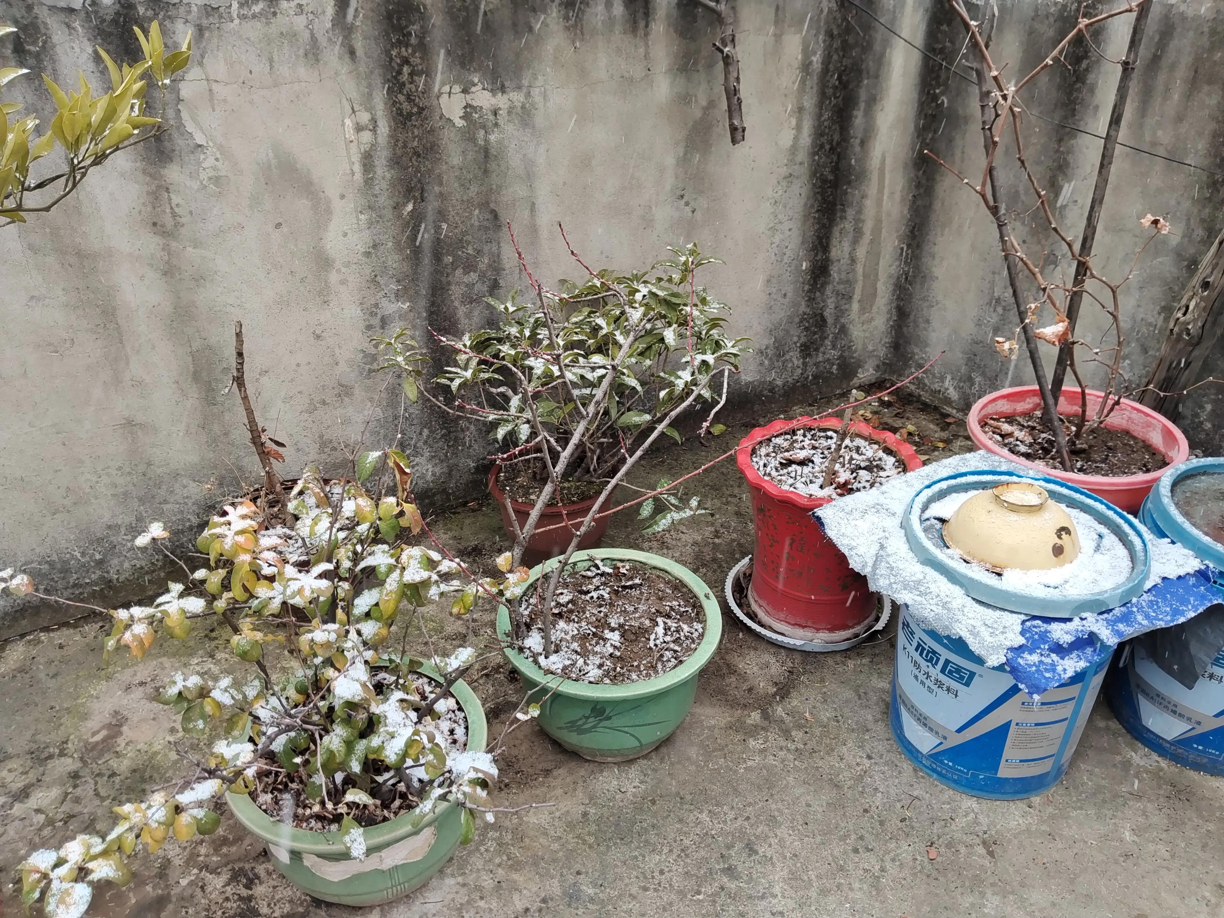 盆栽浇水十大禁忌,盆栽植物如何防止烂根