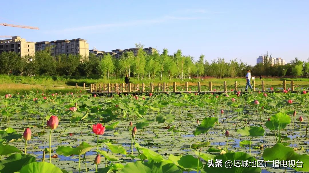 塔城千泉湖荷花开满池,塔城荷花