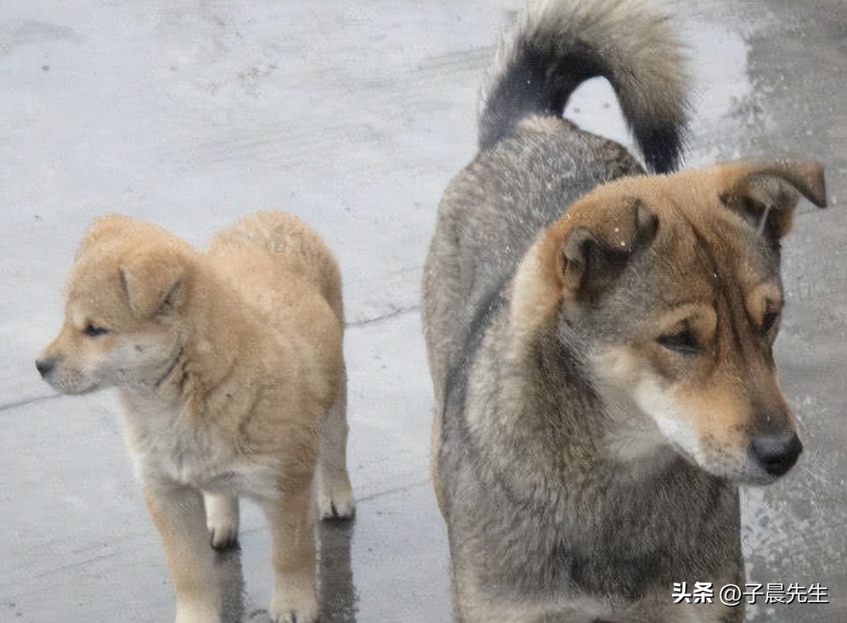 贵州美食酸大肠,贵州特色小吃牛瘪