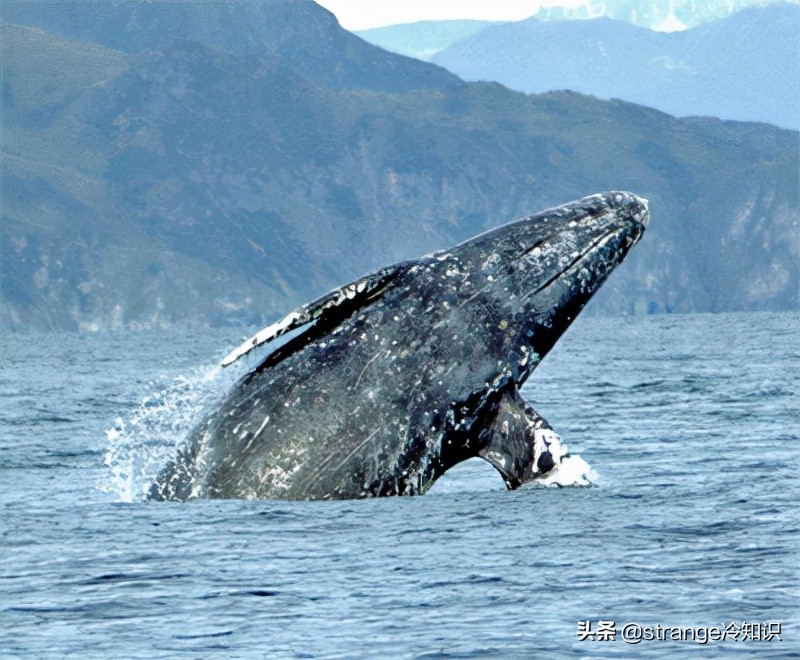 有关于鲸鱼的冷知识,关于鲸鱼的十个小知识