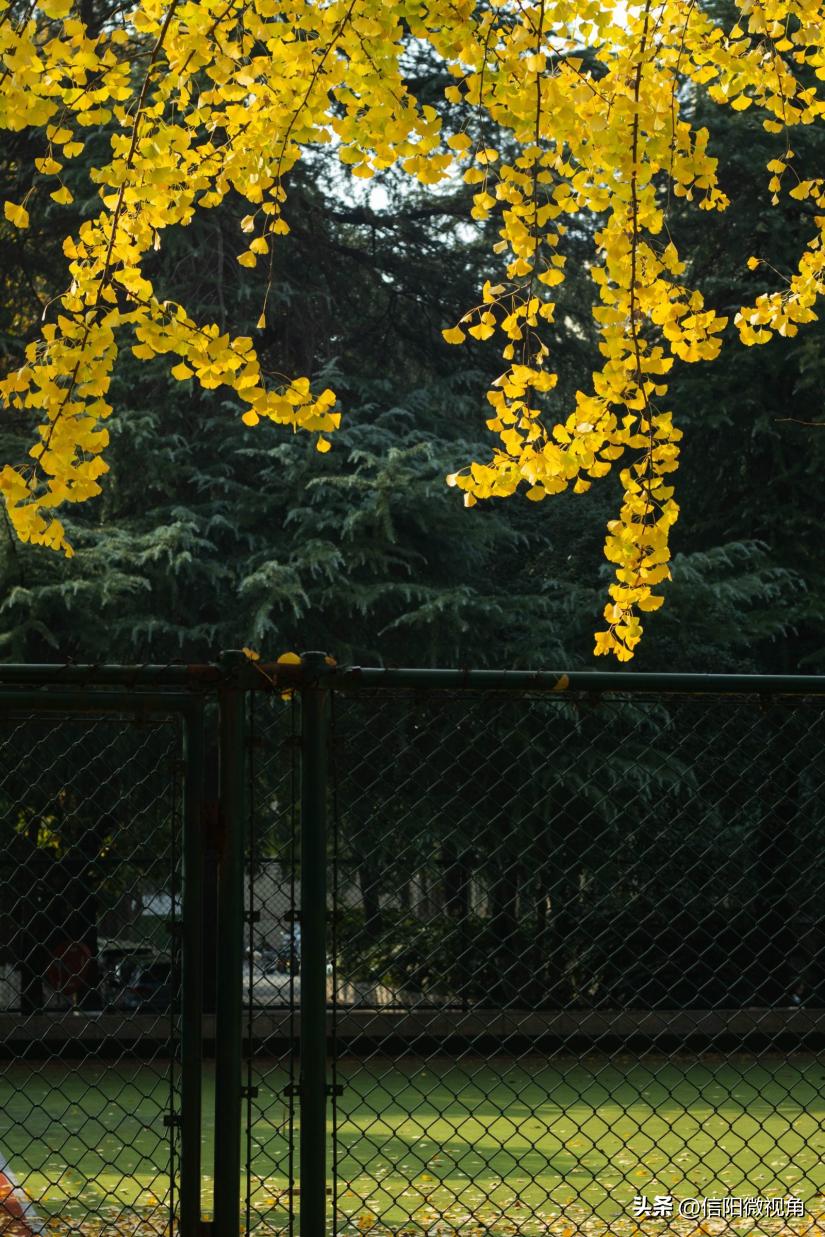 信阳师范大学：建设高水平师范大学，我们始终在路上