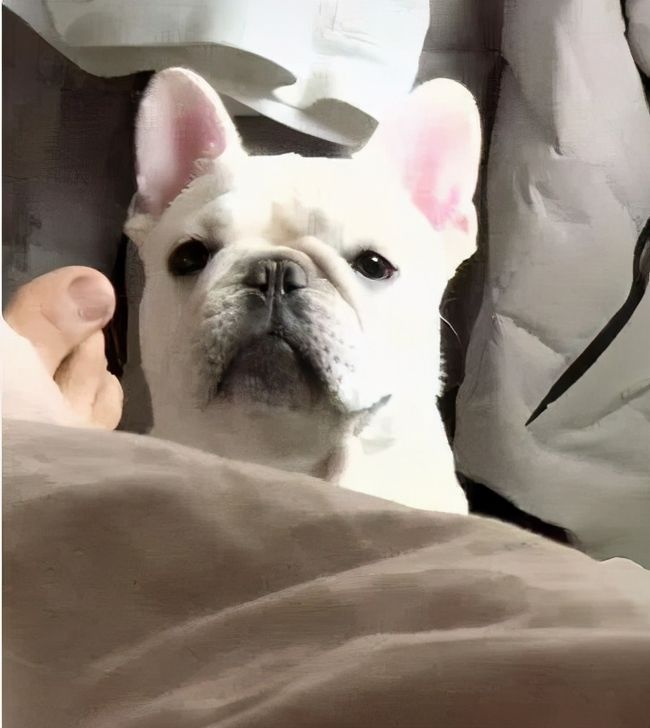 狗狗天天早上六点叫我起床怎么办,狗狗晚上一直叫多少天可以缓解