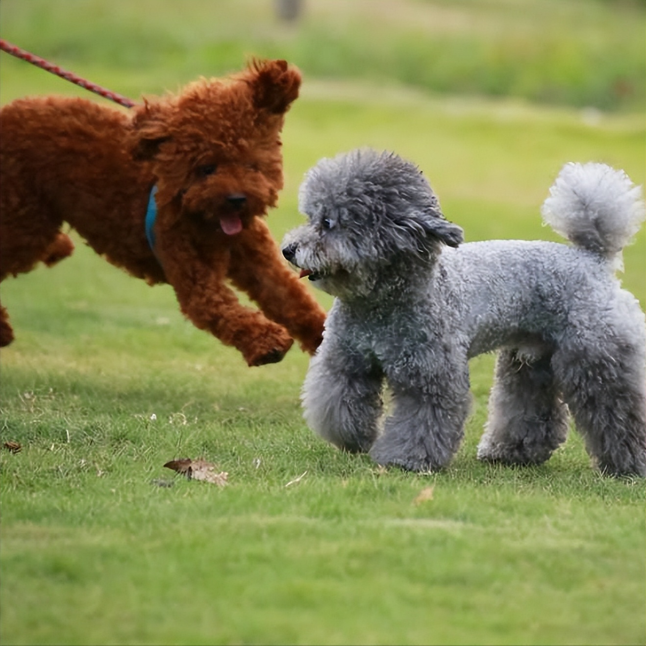 泰迪老了如何正确照顾,养泰迪之前主人得做好心理准备