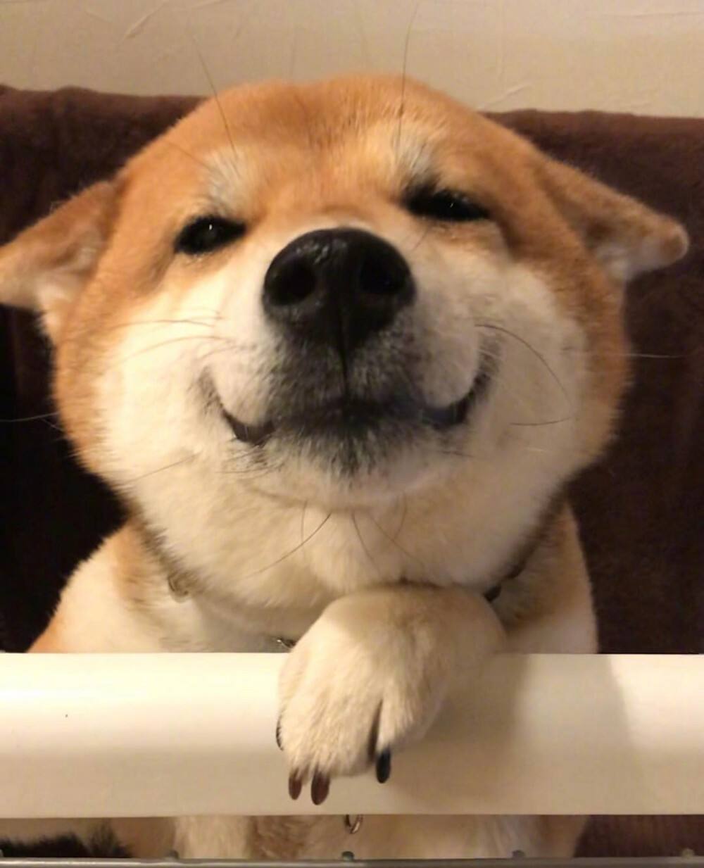 全世界十大名犬排行榜发布,世界上最好的十大萌犬