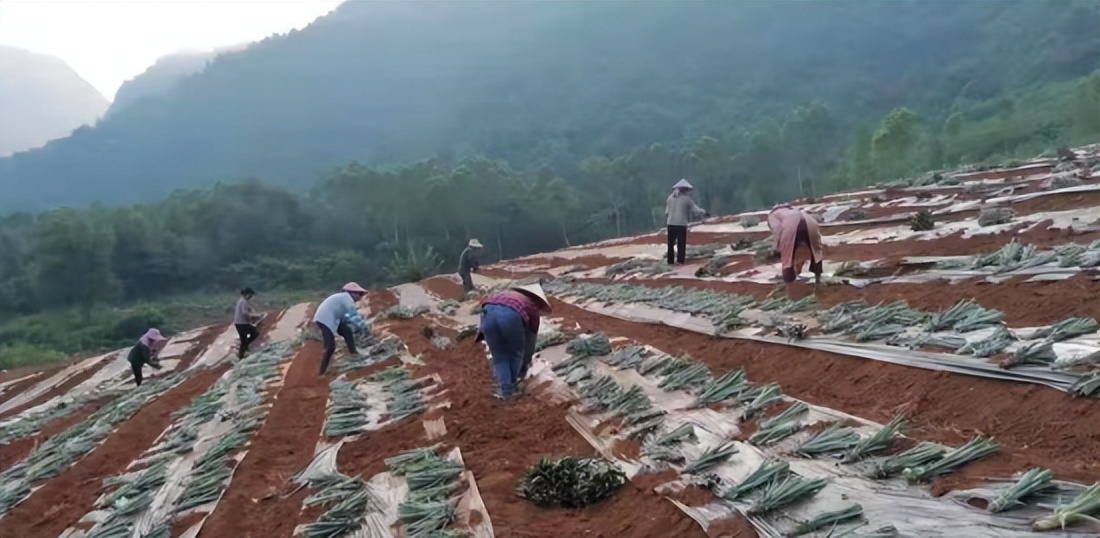 打造农村电商特色产业,乡村特色产业电商发展方向