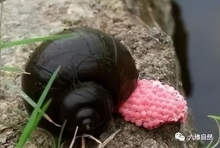 厦门一市民点炒田螺，餐厅却用非法福寿螺代替，被监管部当场销毁