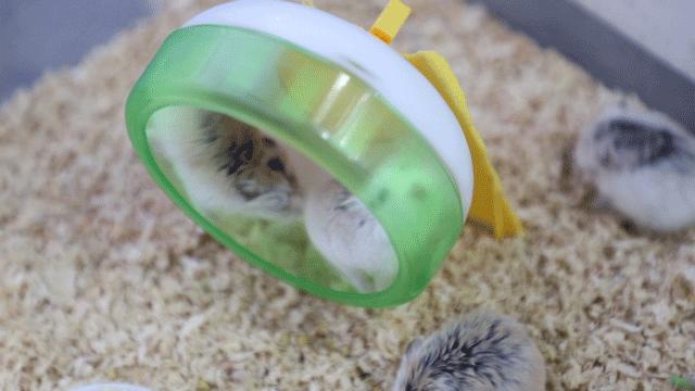 深圳最好玩的十个地方,深圳光明小镇欢乐田园好玩吗