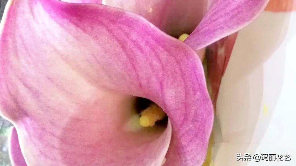 鲜切花马蹄莲怎么养才能开花,彩色马蹄莲切花养护的条件