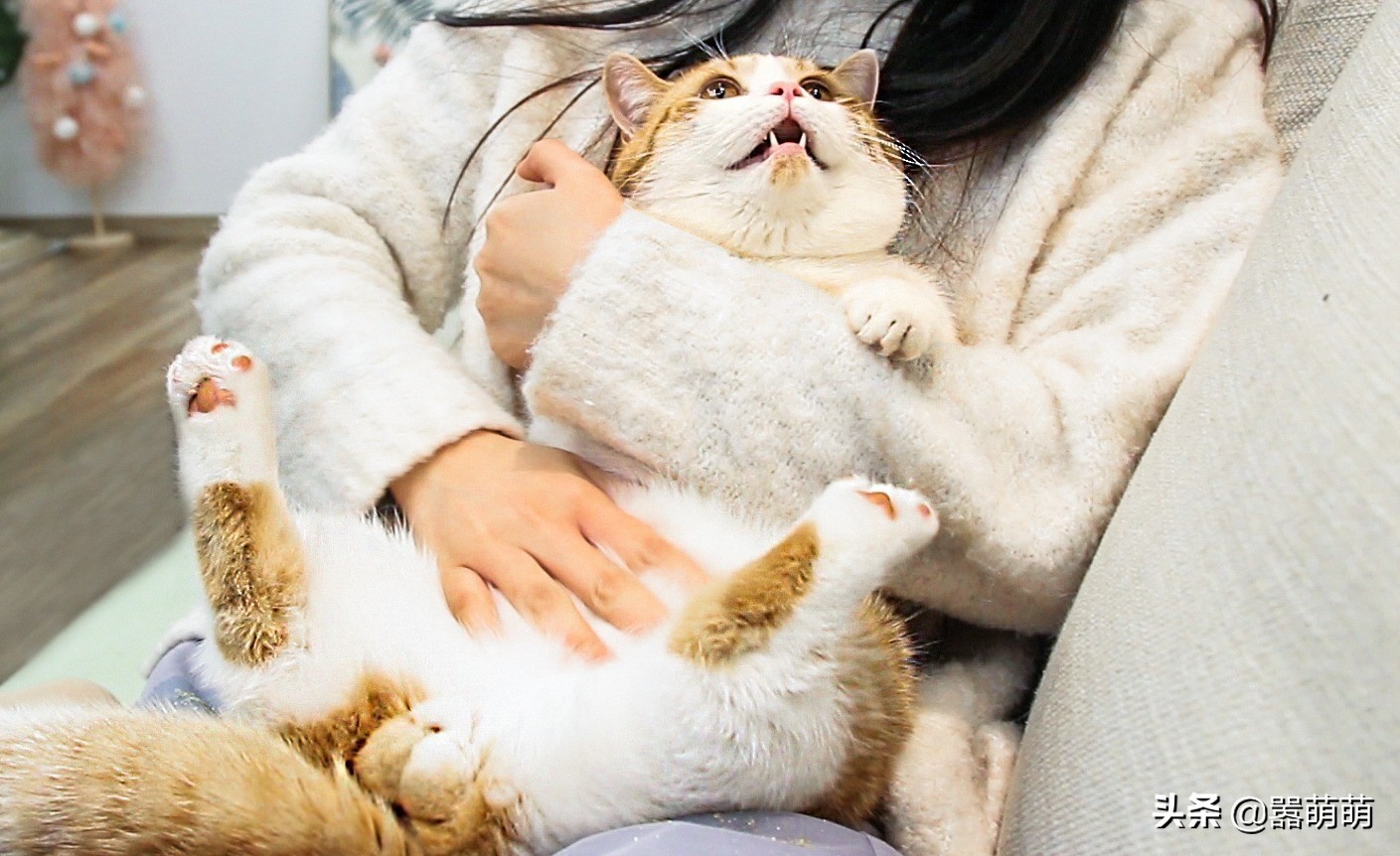 猫咪发癫乱叫,猫咪飙尿如何解决