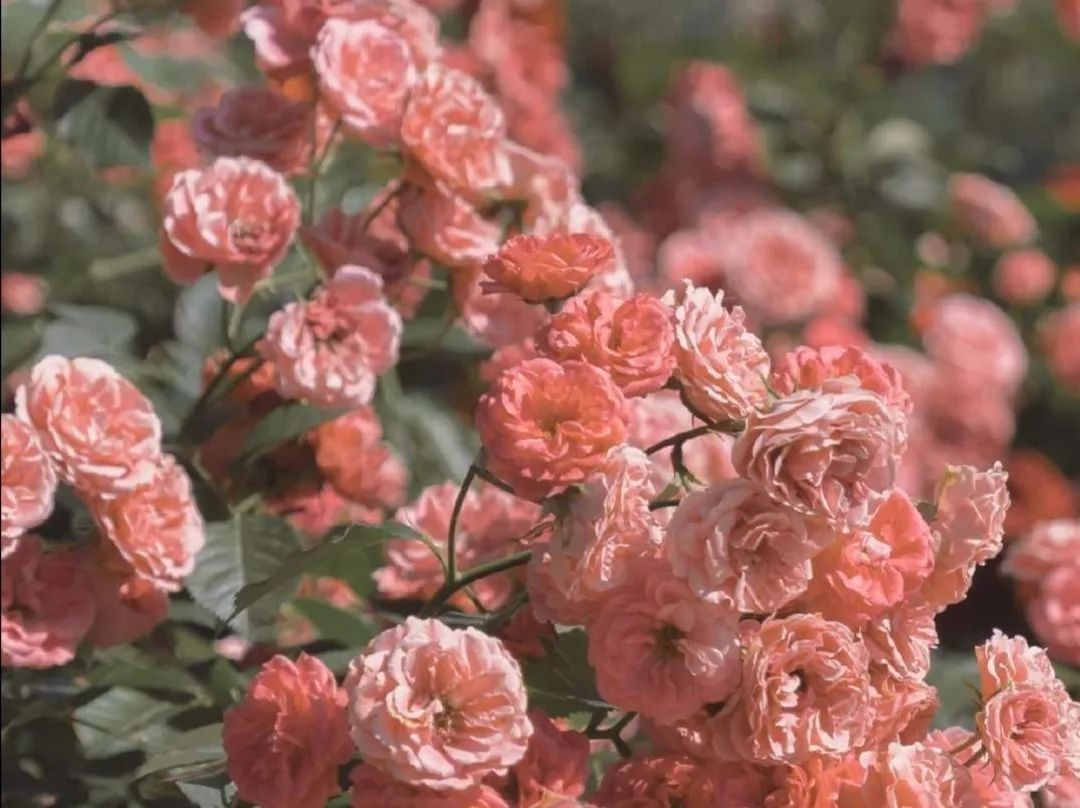 三行情书深度解析文案,纸短情长三行情书文案