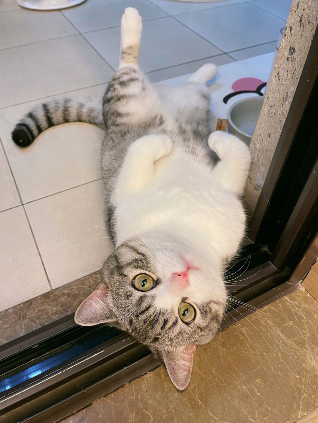 猫咪这些行为你知道背后的意思吗,猫咪有这些行为证明你养猫很失败