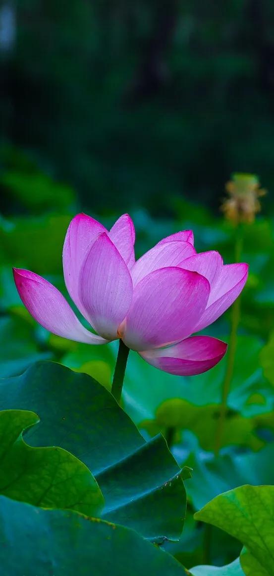 漂亮美丽的荷花壁纸,雨中荷花壁纸荣盛城