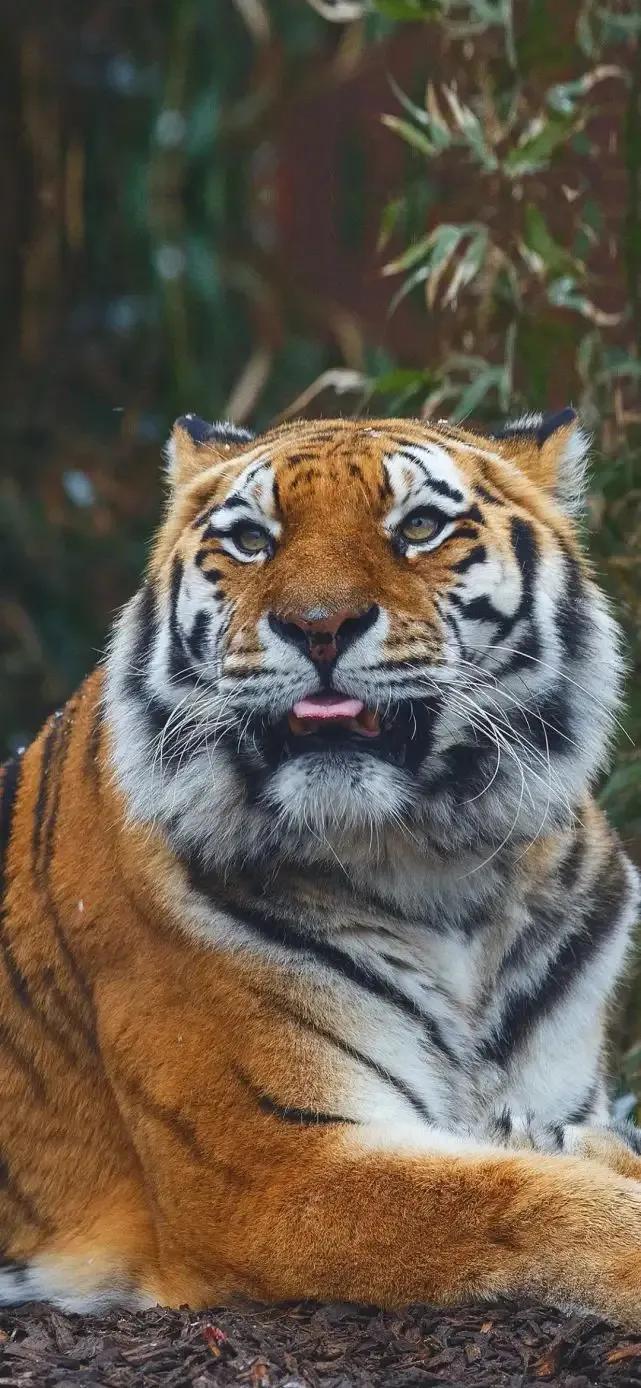 戏说老虎图文杂汇