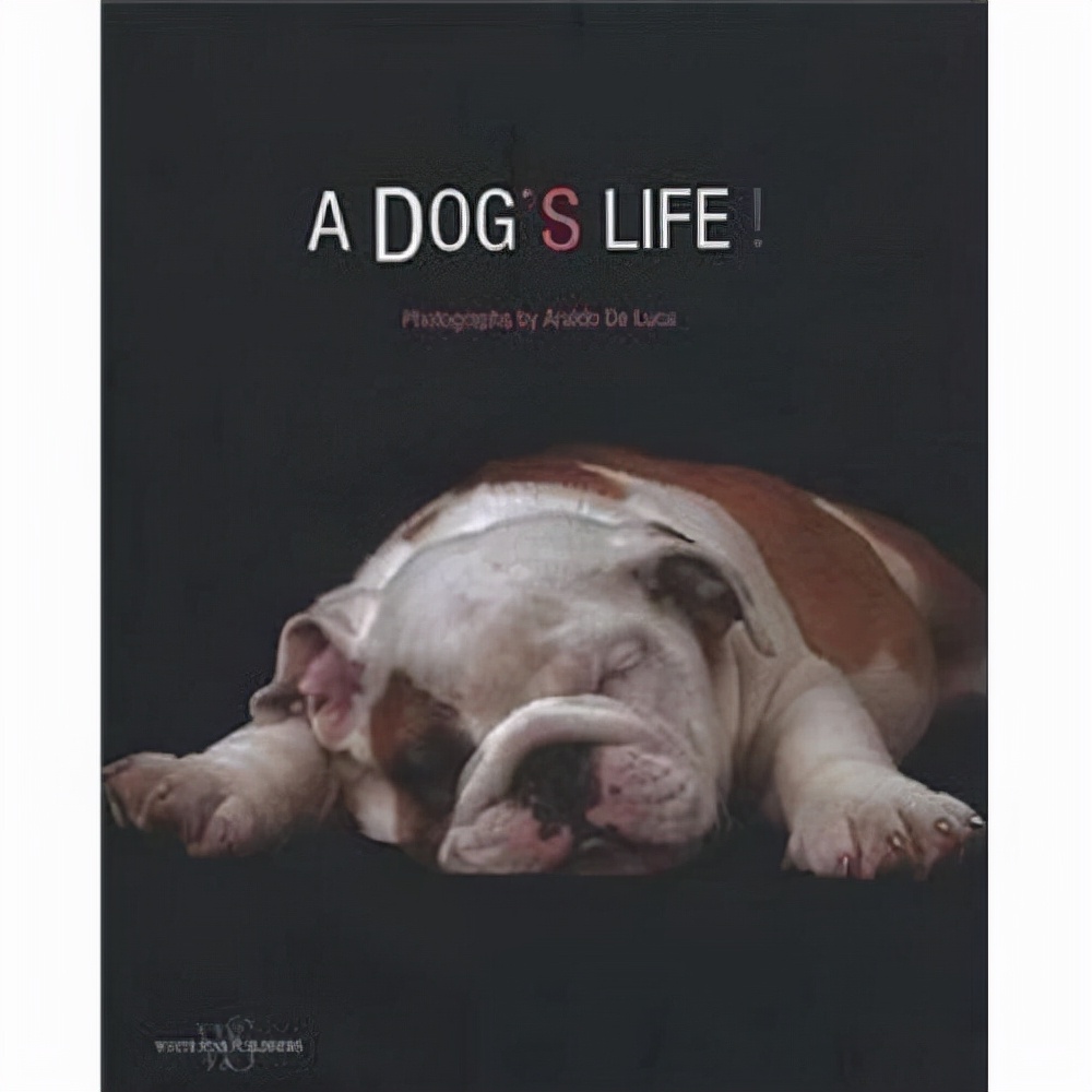 狗狗的英文短文,狗狗的英语口诀