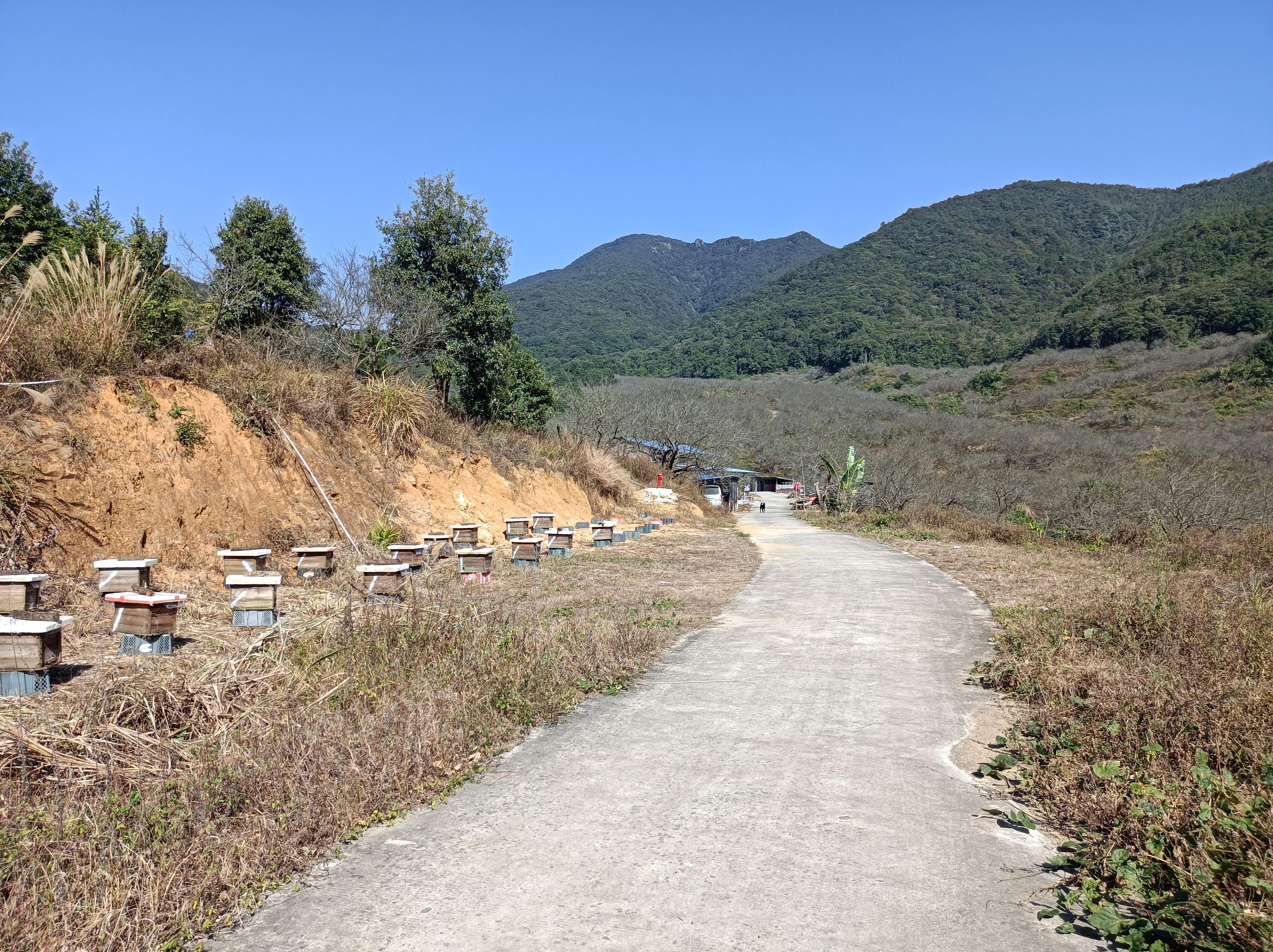 被蜂蜇了眼皮用什么方法最快消肿,被蜂蜇了寓意