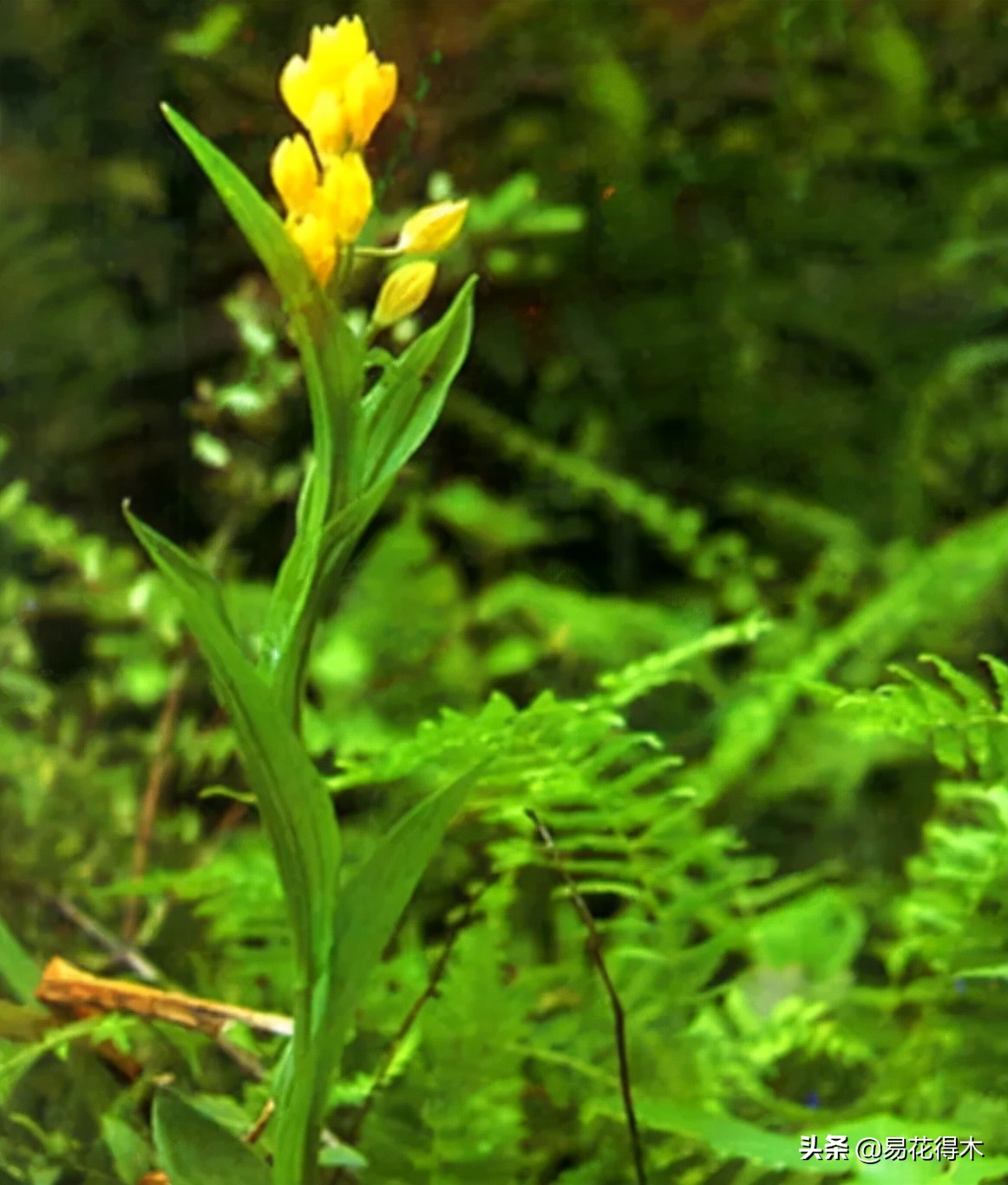 十大野生名贵兰花虎头兰,名贵兰花常见品种介绍图片