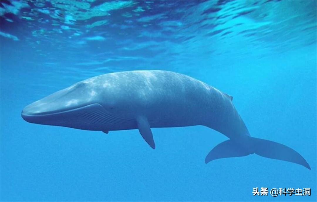 如果人在鲸鱼的肚子里该如何逃生,鲸鱼腹中逃生