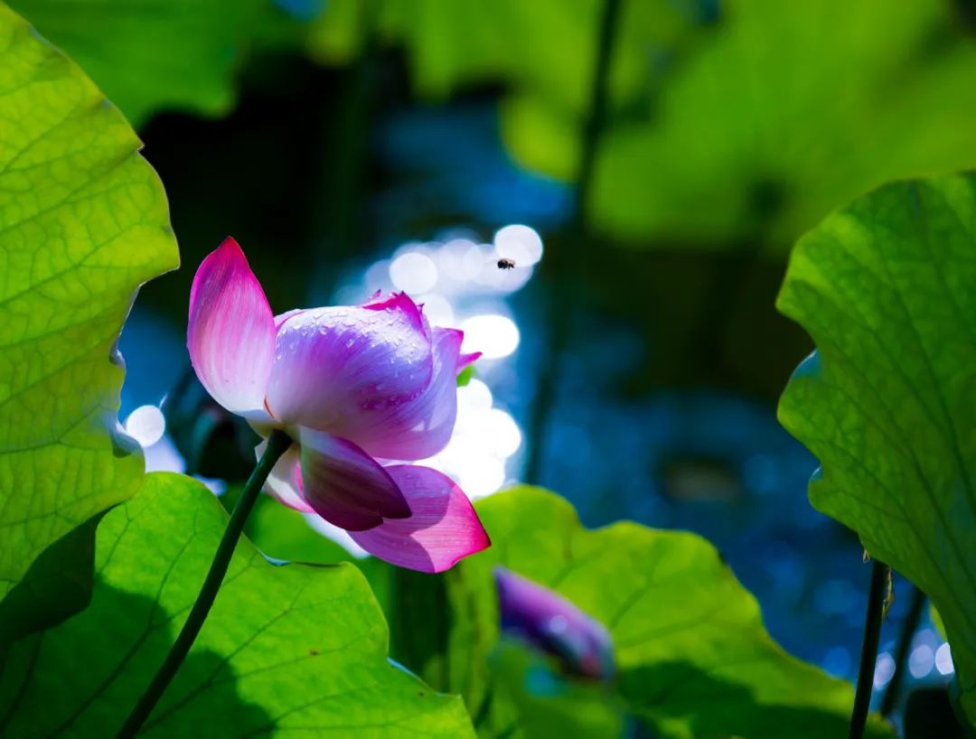 微山湖十万亩荷花竞相绽放,微山湖荷花美
