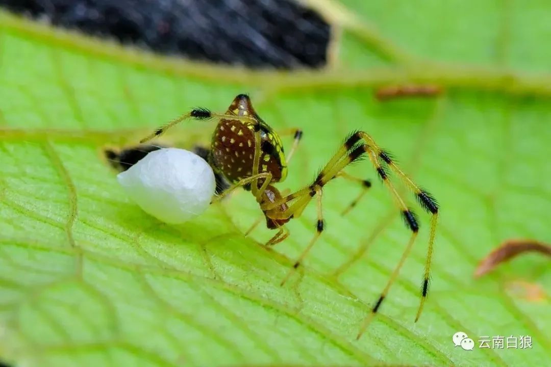 学校突然出现诡异的虫子,女生宿舍惊现不明虫