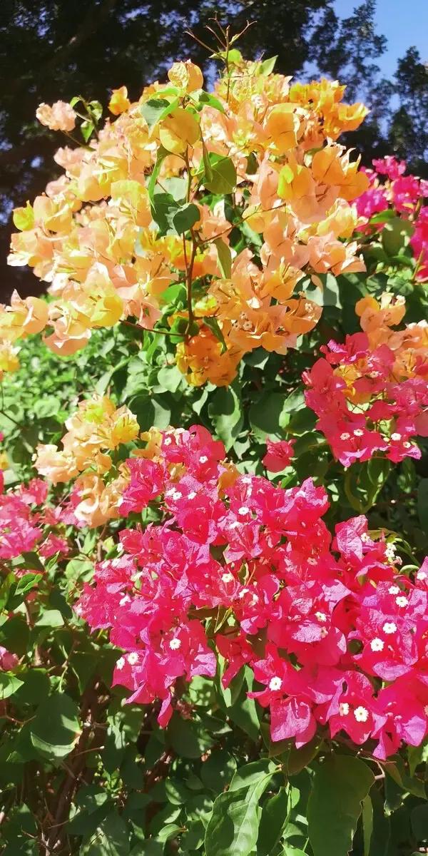 鹭岛简介,鹭岛清风