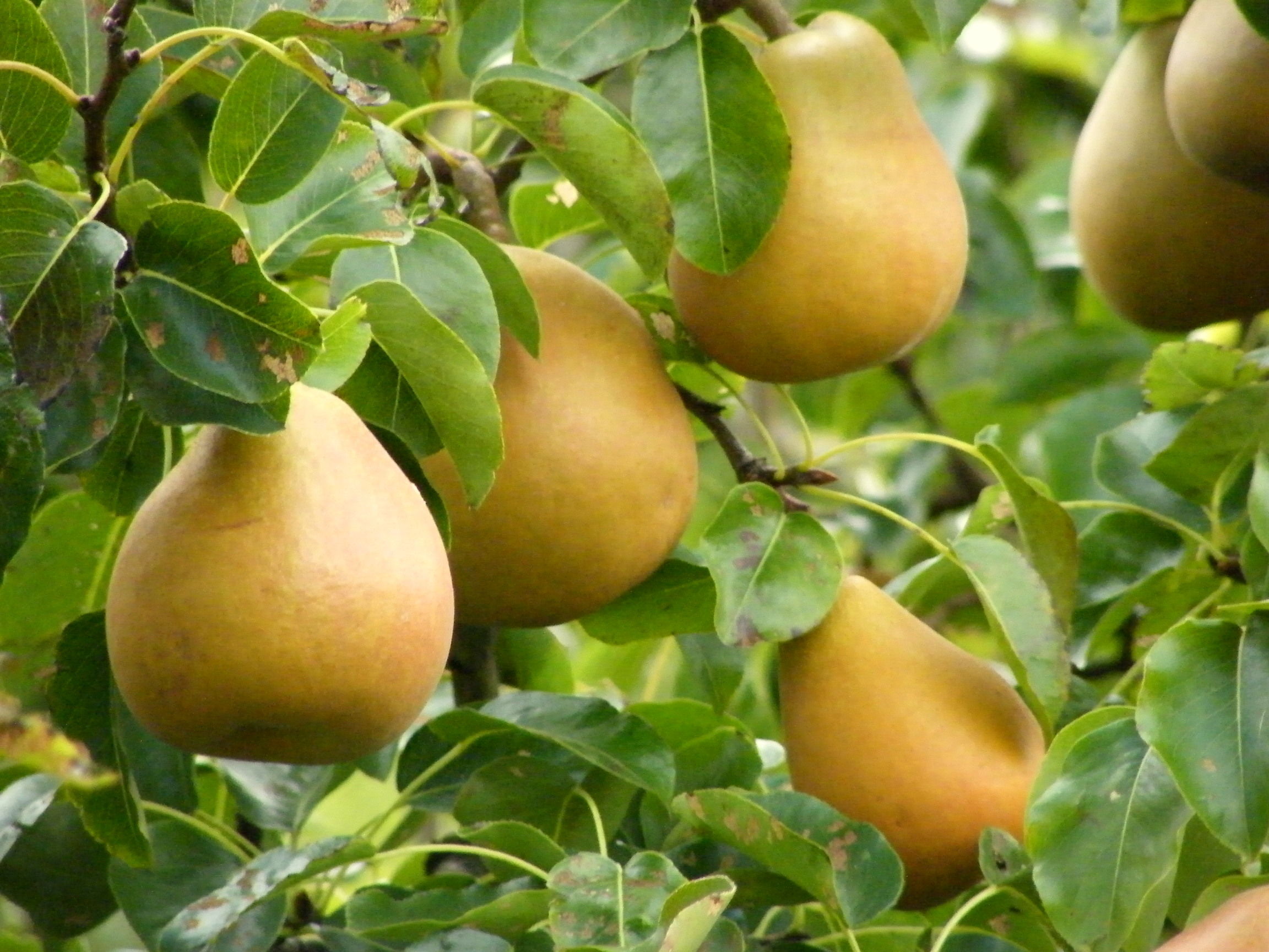 6岁宝宝吃什么水果好吃又营养,适合7岁以下儿童吃的水果