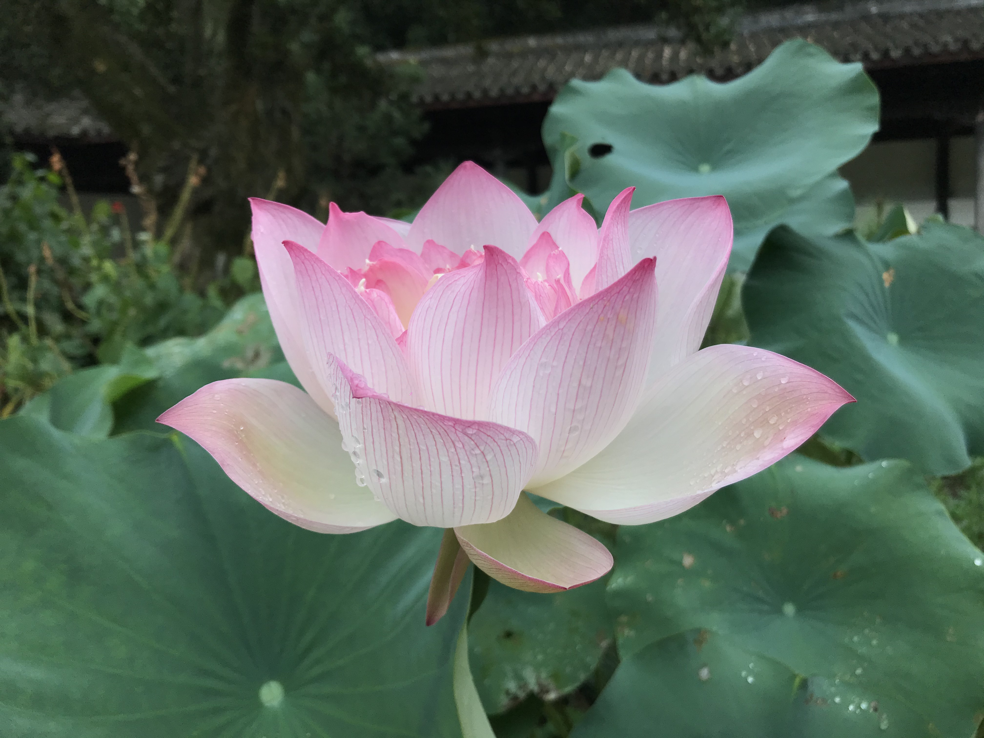 烈日炎炎赏荷花清凉一夏,京郊赏荷领略夏日之美