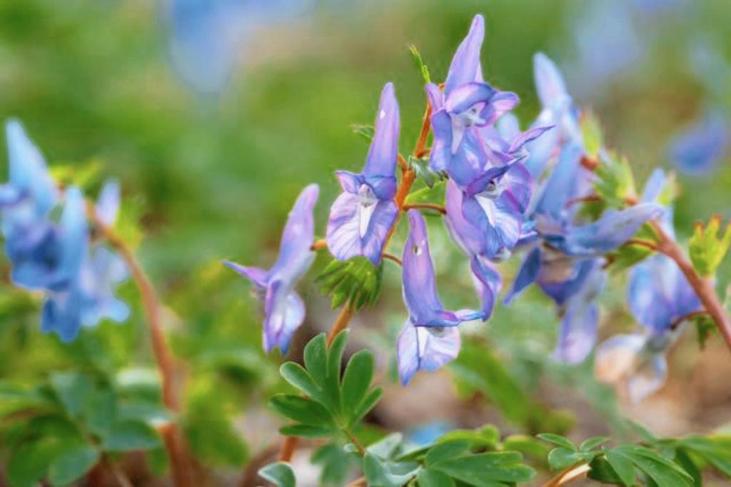 药农卖元胡十分钟赚52万,止痛片100片东北袋装