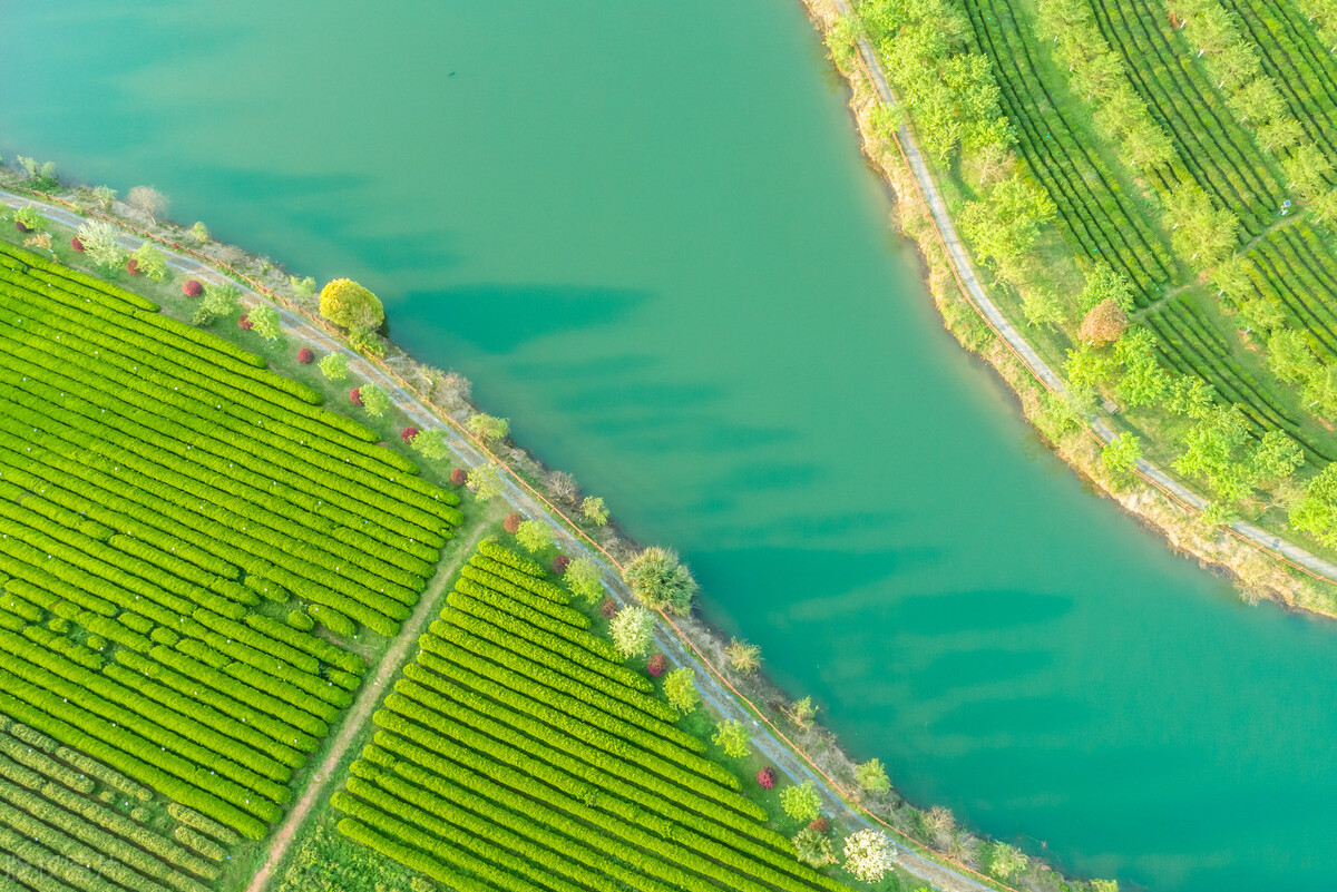 中国茶成功申遗,为什么中国茶文化申遗能够成功