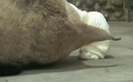 盘点网红大熊猫搞笑场面,大熊猫一摔成名