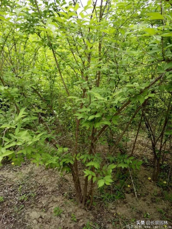 上海优质金银木价格,金银木价格一览表