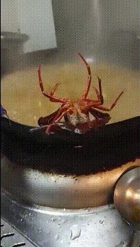 新手为什么不养鳄龟,养了一年的鳄龟怎么一点都不凶