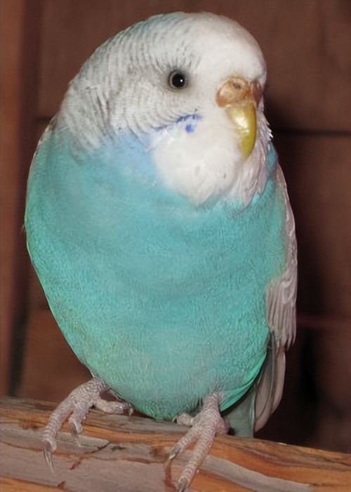 虎皮鹦鹉怎么判断年龄有多大,黄化虎皮鹦鹉年龄对照表图