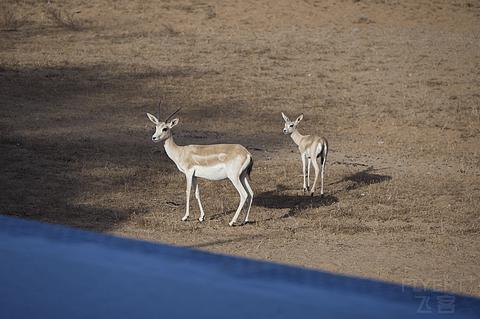哈伊马角利兹卡尔顿,哈伊马角沙漠丽思卡尔顿酒店