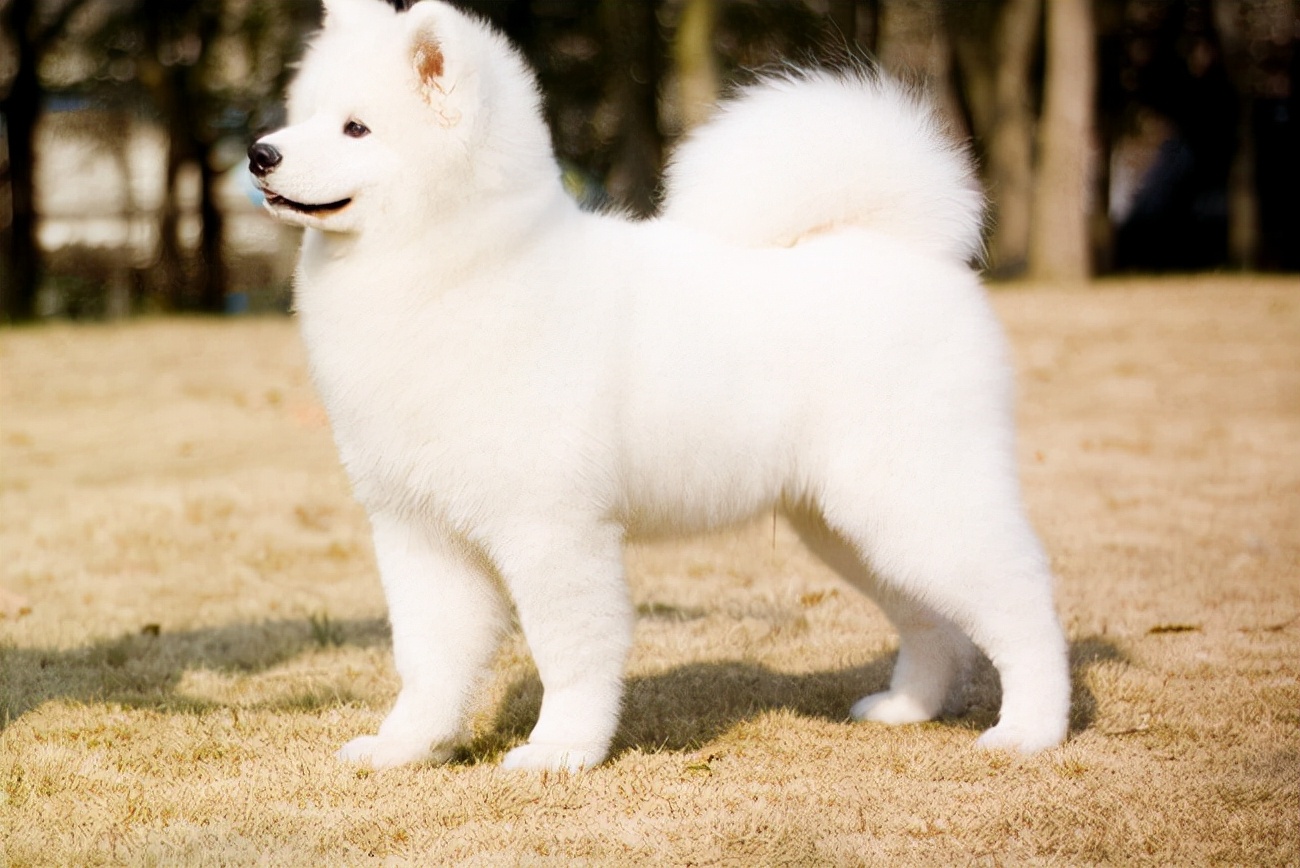 萨摩耶三个月了不爱吃饭,如何教萨摩耶慢慢吃饭