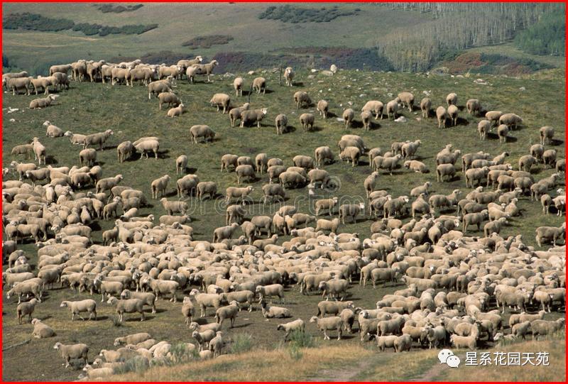 美国人造肉公司濒临破产,人造肉老板当街咬人