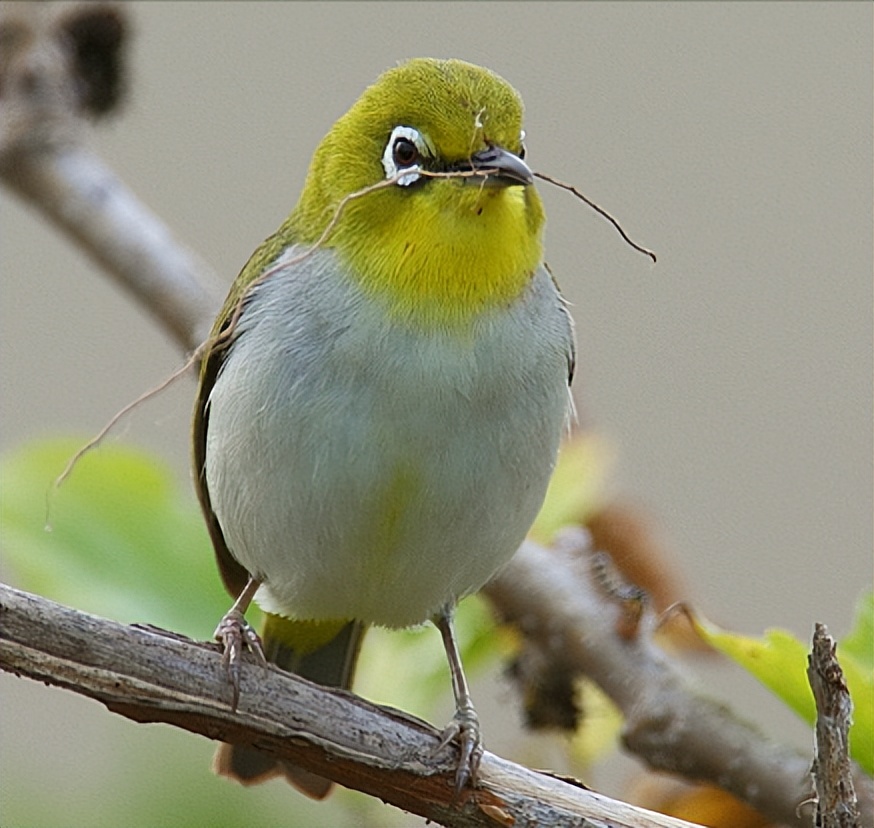 50张最佳鸟类摄影作品,鸟儿大全大图