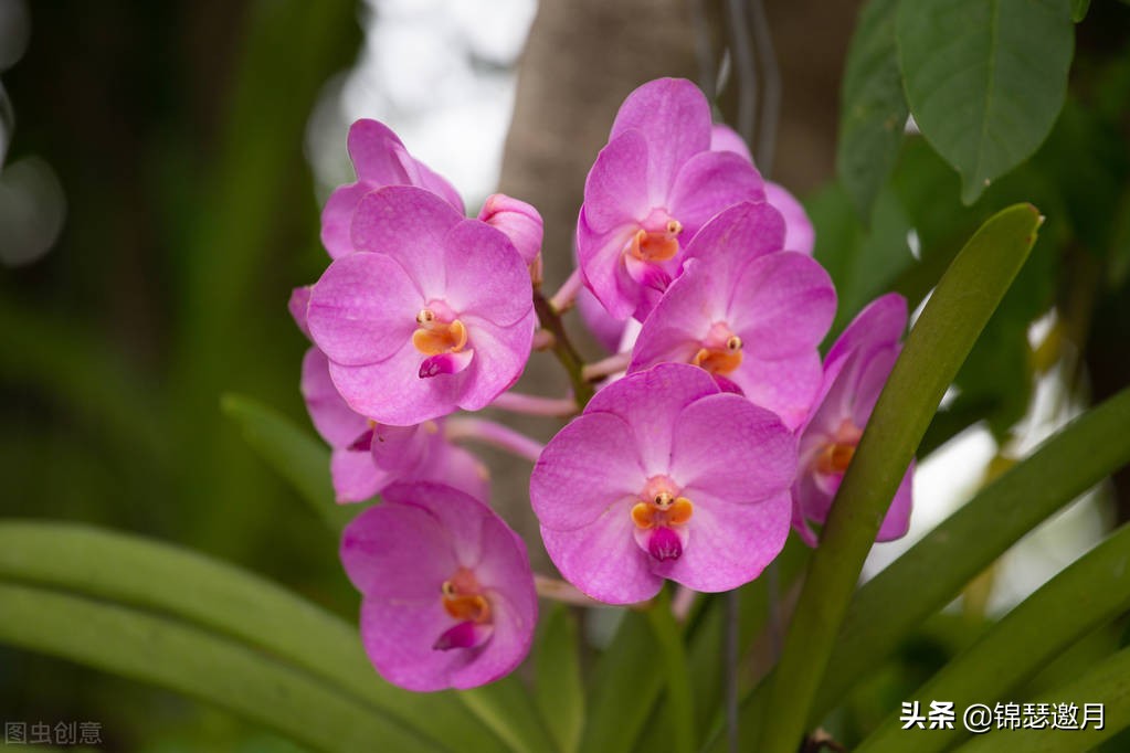 春兰奇蝶花图片,春兰花园美图欣赏