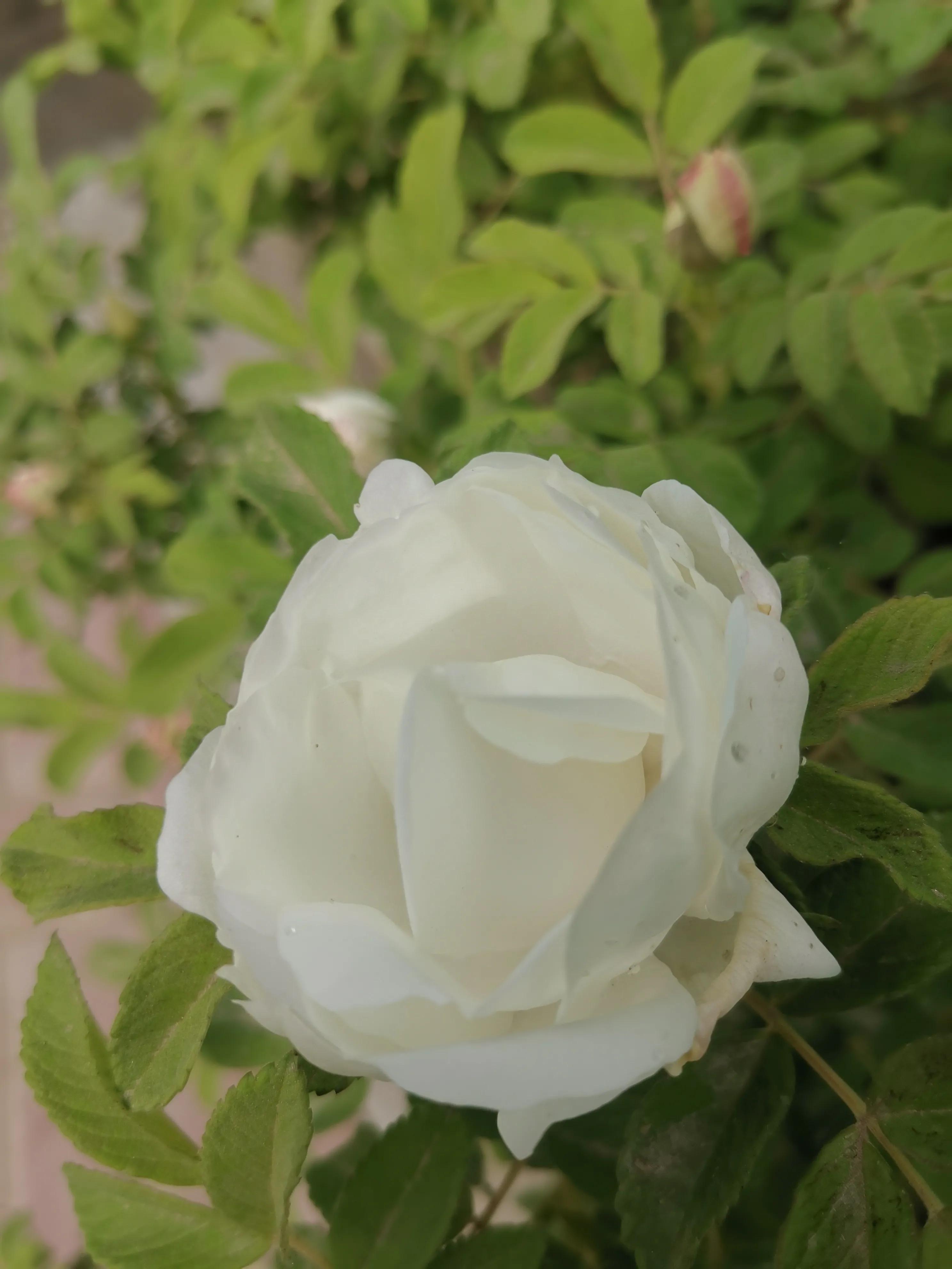 像玫瑰花绽放七律,七律深秋鲜花绽放