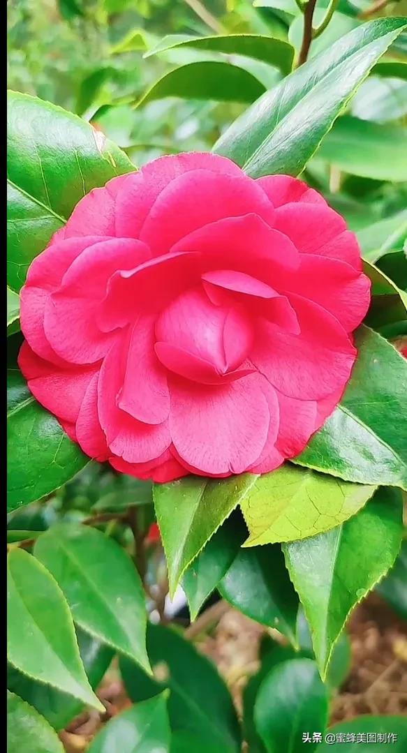 一草一木皆本心一花一叶皆菩提,一花一叶一菩提一草一木皆有情