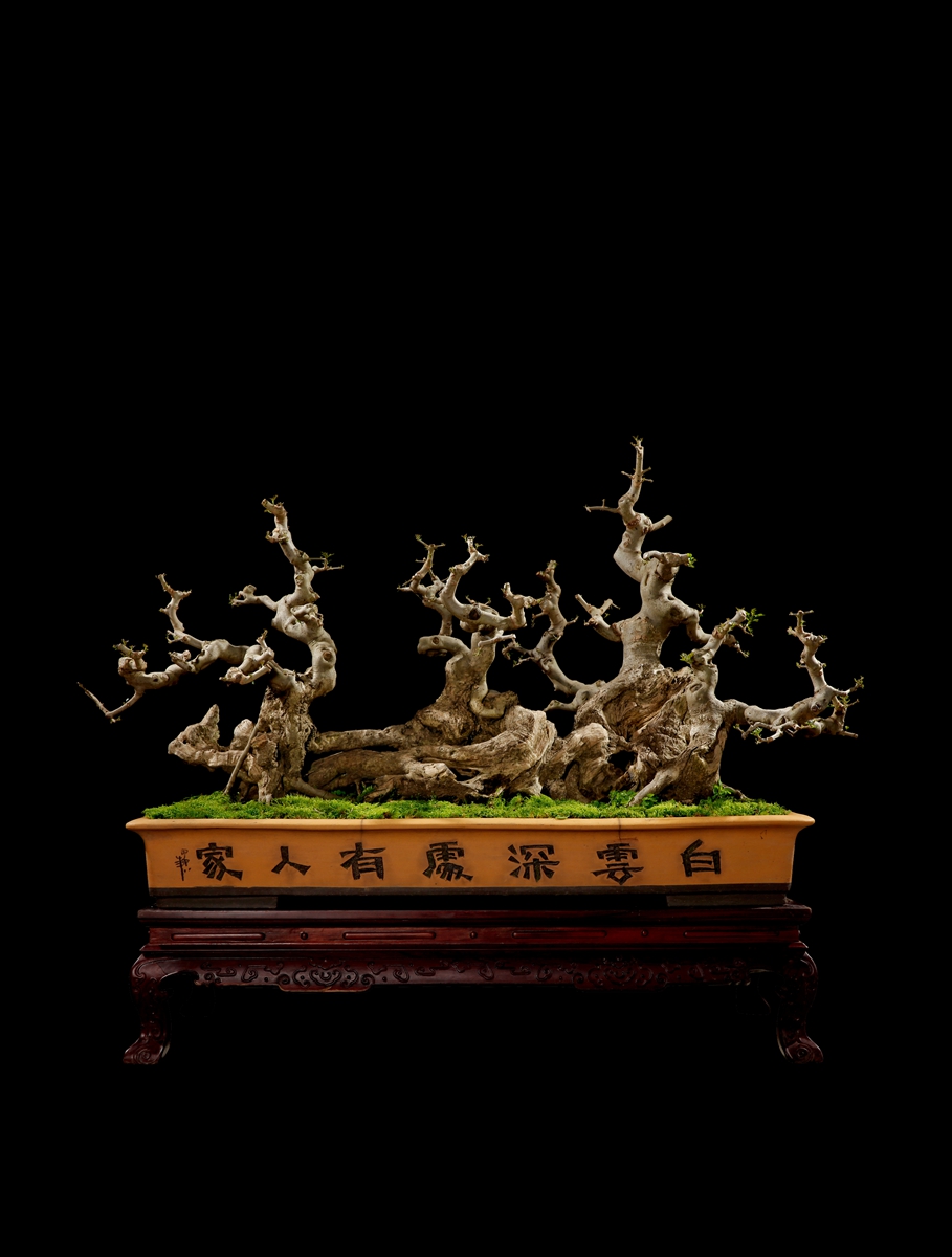 对节白蜡丛林盆景的排布法则,适合新手玩的盆景