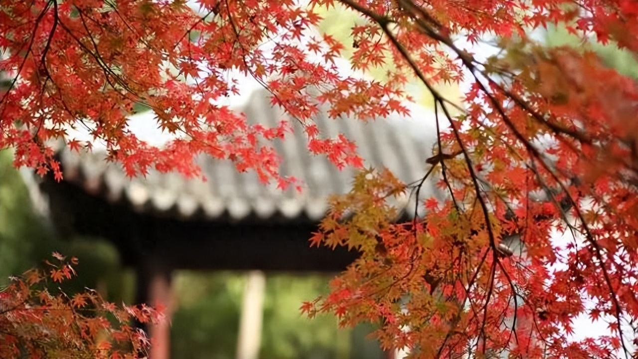 苏州秋天的美,一起感受秋天的苏州