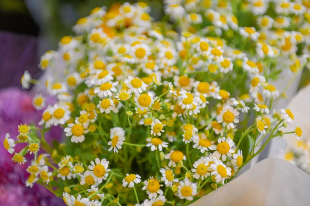 济南春天看花好去处,来济南买金子