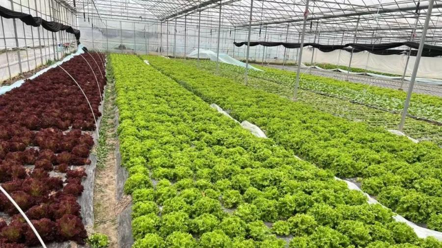 太仓人的“米袋子”“油罐子”“菜篮子”，管！够！