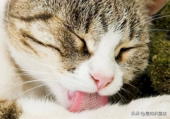 熊猫指头的特点,熊猫手指有几个指头