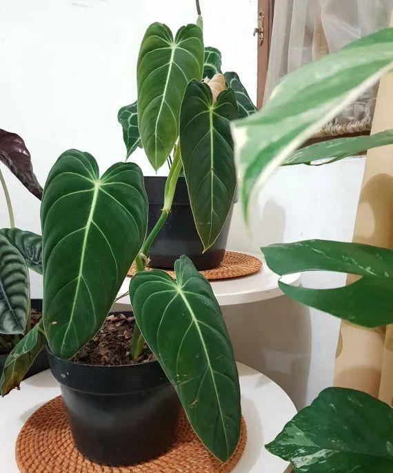 家里光照不足建议养这10种耐阴花,阴暗无光角落适合养什么花